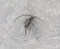 Graphisurus fasciatus