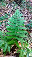 Dryopteris hirtipes