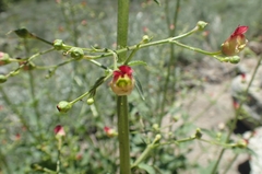 Scrophularia desertorum