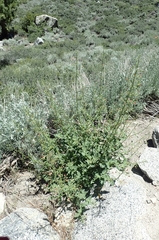 Scrophularia desertorum