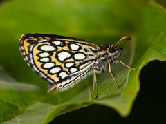 Heteropterus morpheus