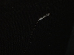 Nectopsyche exquisita