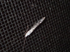 Nectopsyche exquisita