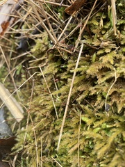 Ctenidium molluscum