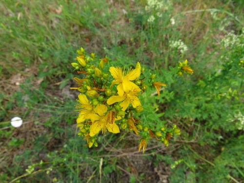 Paprastoji jonažolė