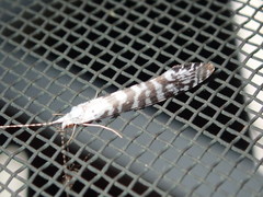 Nectopsyche exquisita