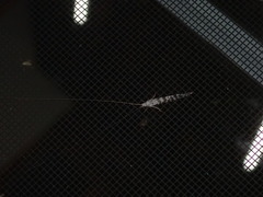 Nectopsyche exquisita