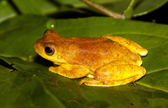 Loquacious Treefrog photo 4