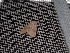 Protorthodes