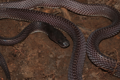 Western Forest File Snake
