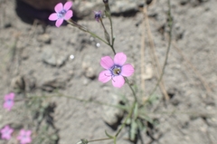 Gilia cana