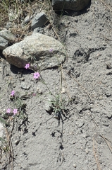 Gilia cana
