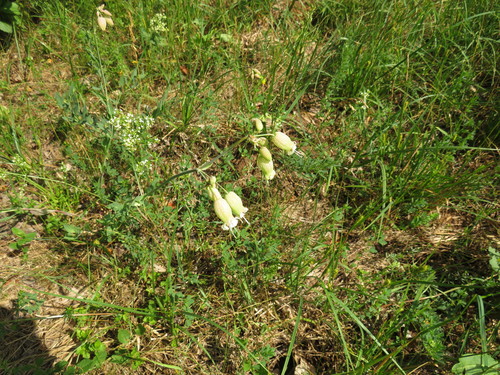 Paprastoji naktižiedė