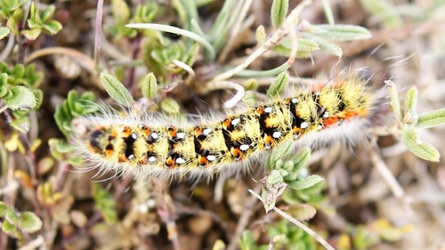 Psilogaster loti
