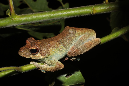 African Foam-nest Treefrog, Chiromantis rufescens