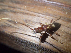 Coptocercus aberrans