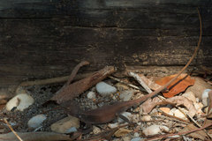 Diporiphora bilineata