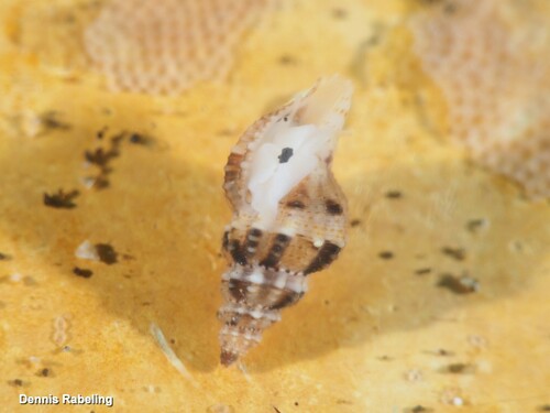 Representative image of Raphitoma concinna
