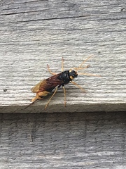 Urocerus gigas