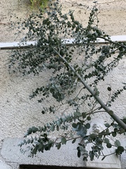 Eucalyptus cinerea