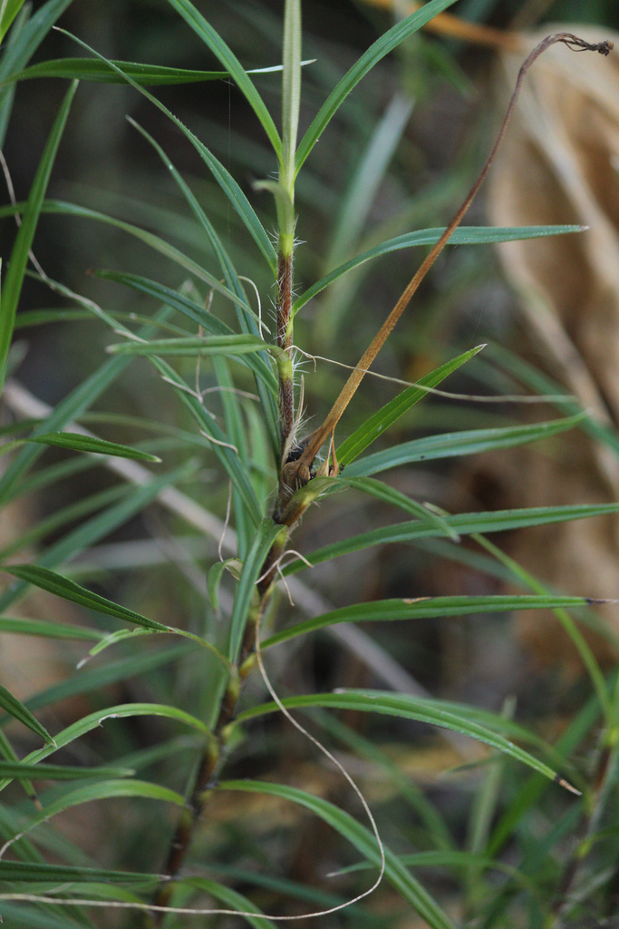 Vellozia sessilis