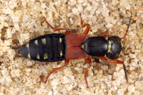 Staphylinus erythropterus