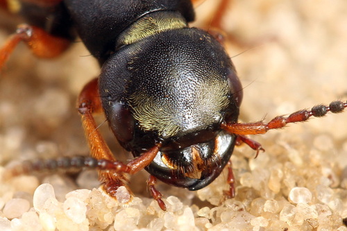 Staphylinus erythropterus