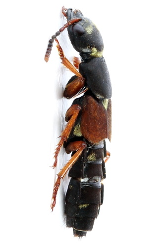 Staphylinus erythropterus