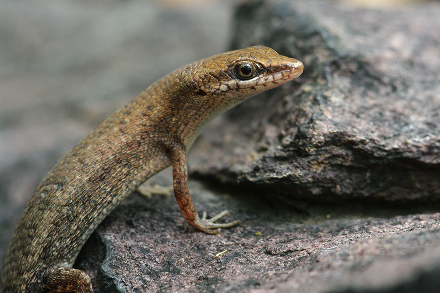 Bauxite Rainbow-Skink