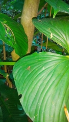 Tabanomorpha