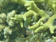 Halichoeres melanurus