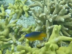 Pomacentrus grammorhynchus