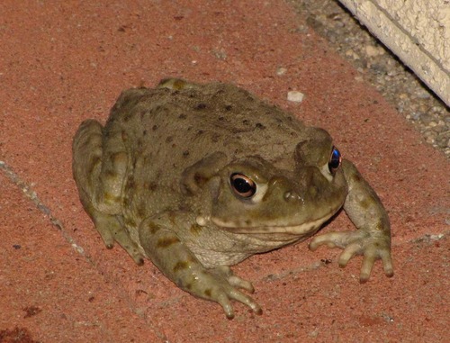 Sonoran Desert Toad