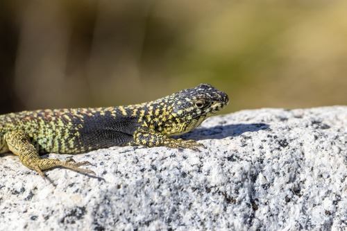 Liolaemus maldonadae