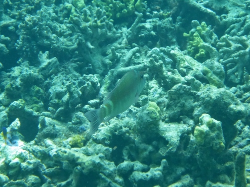 Lethrinus erythropterus