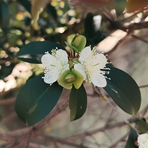 Eugenia involucrata (Eugenia involucrata)