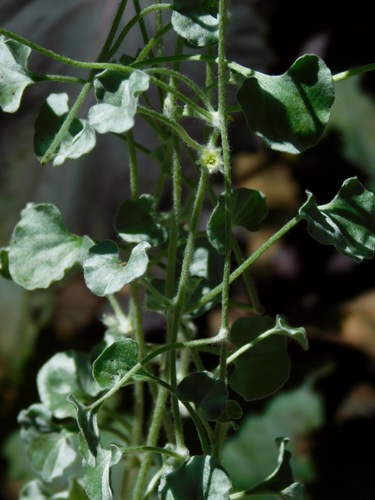 Dichondra argentea