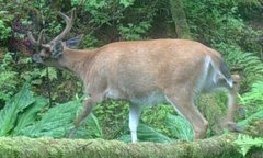 Odocoileus hemionus sitkensis