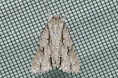 Acronicta lobeliae