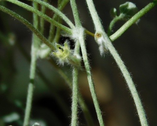 Dichondra argentea