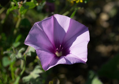 Convolvulus althaeoides althaeoides