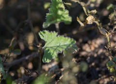 Convolvulus althaeoides althaeoides