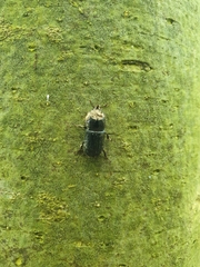 Sinodendron cylindricum