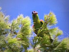 Rhynchopsitta terrisi