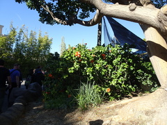 Hibiscus rosa-sinensis