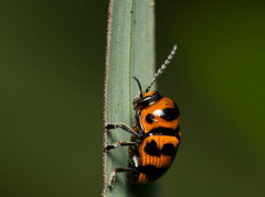 Cryptocephalus trifasciatus