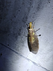 Protohermes costalis