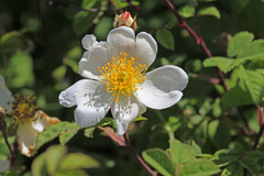 Rosa arvensis