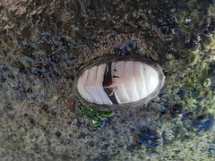 Ischnochiton pusio