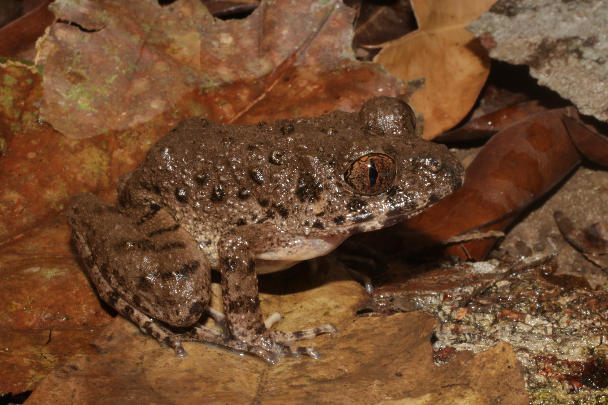Gaboon Forest Frog, Scotobleps gabonicus